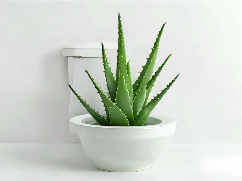 Colhogar Aloe 8x80 - Papel Higiénico Húmedo Desechable