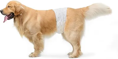 Amazon Basics Pack 30 Pañales Desechables para Perros Macho