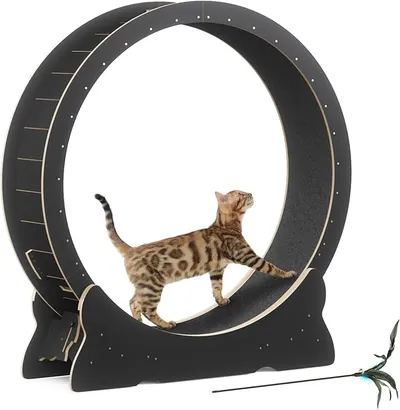 Rueda para Gatos Mondeer XL